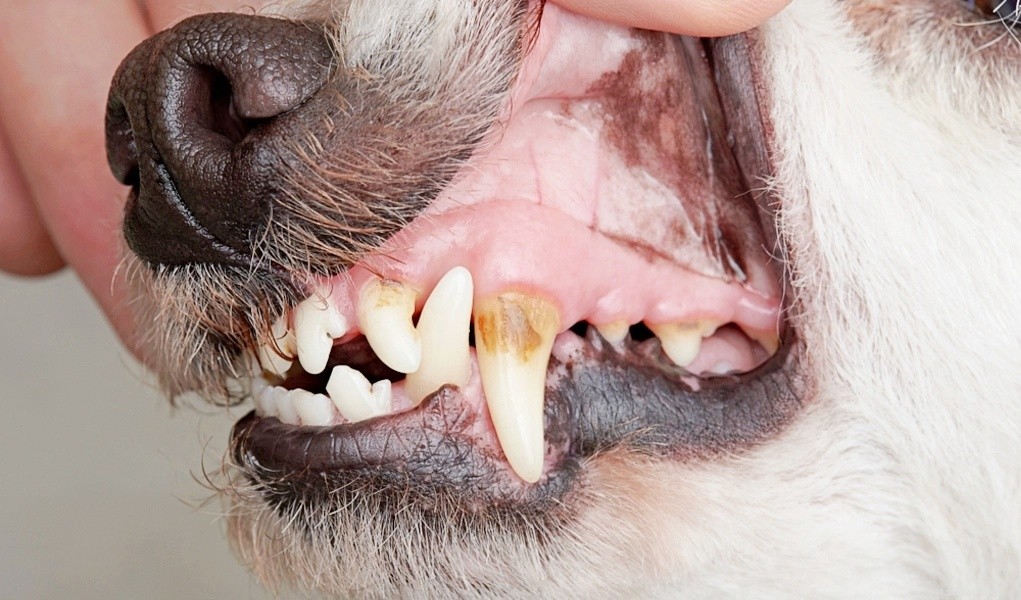 Domácí léky na infekci zubů u psů