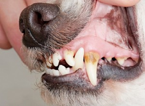 犬の歯の感染症に対する家庭療法 