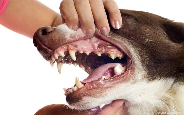 犬の歯の感染症に対する家庭療法 