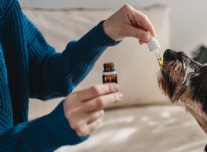 Sorteio:Tinturas de CBD para cães (valor de US$ 120+)