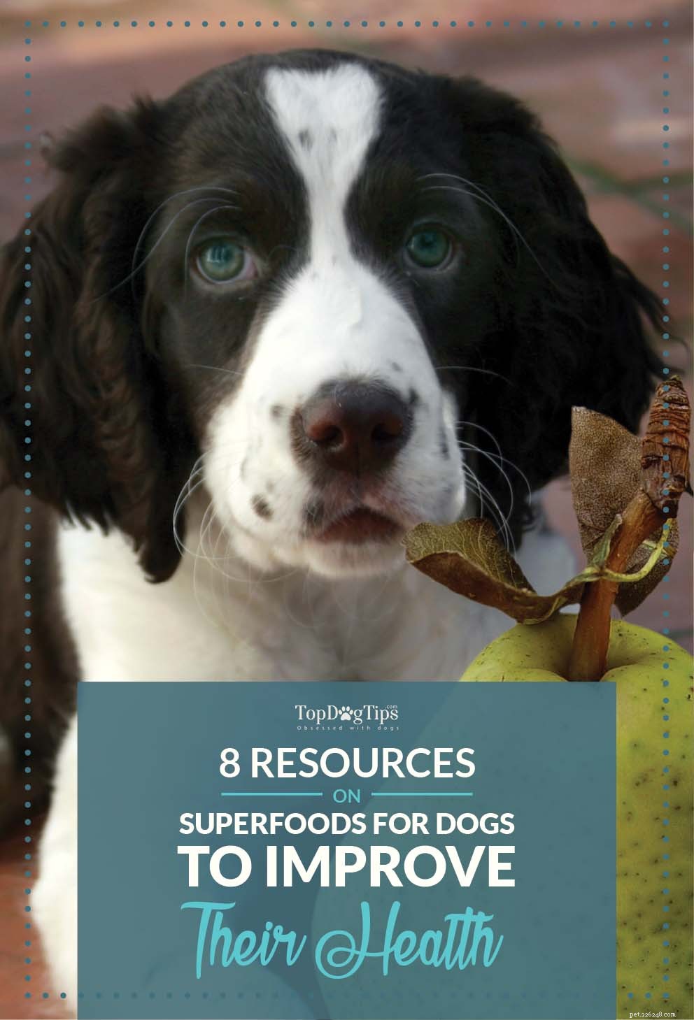 専門家からの犬のためのスーパーフードに関する8つのヒント 