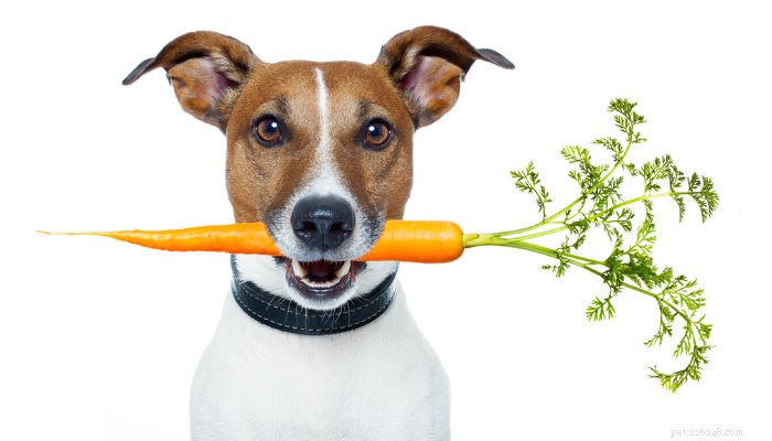 8 suggerimenti su super alimenti per cani da parte di esperti