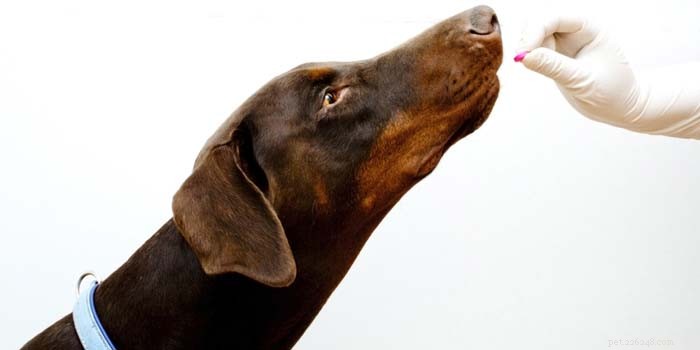 Hoe kunt u uw hond pillen laten slikken?