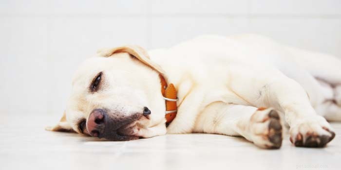 Veelvoorkomende angstproblemen bij honden en de beste behandelingen voor angst bij huisdieren