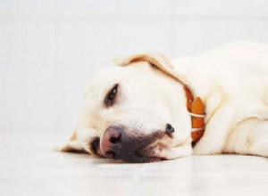 Распространенные проблемы беспокойства собак и лучшие методы лечения беспокойства домашних животных