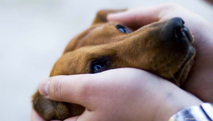 犬が分離不安に対処するのを手伝う方法 