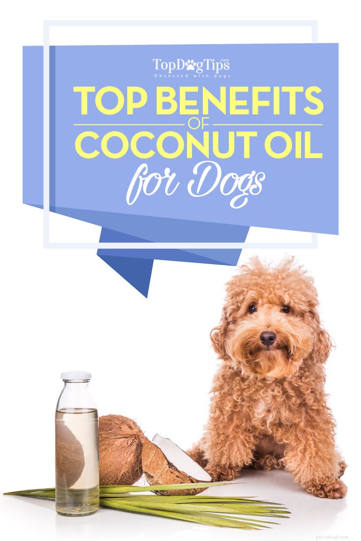 Quais são os benefícios do óleo de coco para cães?