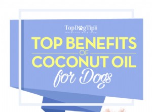 Jaké jsou výhody kokosového oleje pro psy?