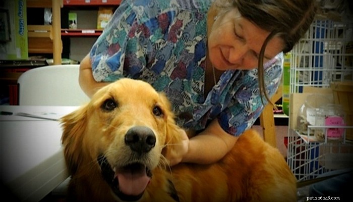 Intervista di esperti:che cos è la medicina veterinaria olistica per cani?