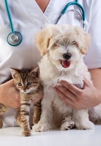 Rozhovor s odborníkem:Co je celostní veterinární medicína pro psy?