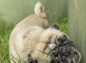 Žere můj pes trávu, protože potřebuje nebo má rád?