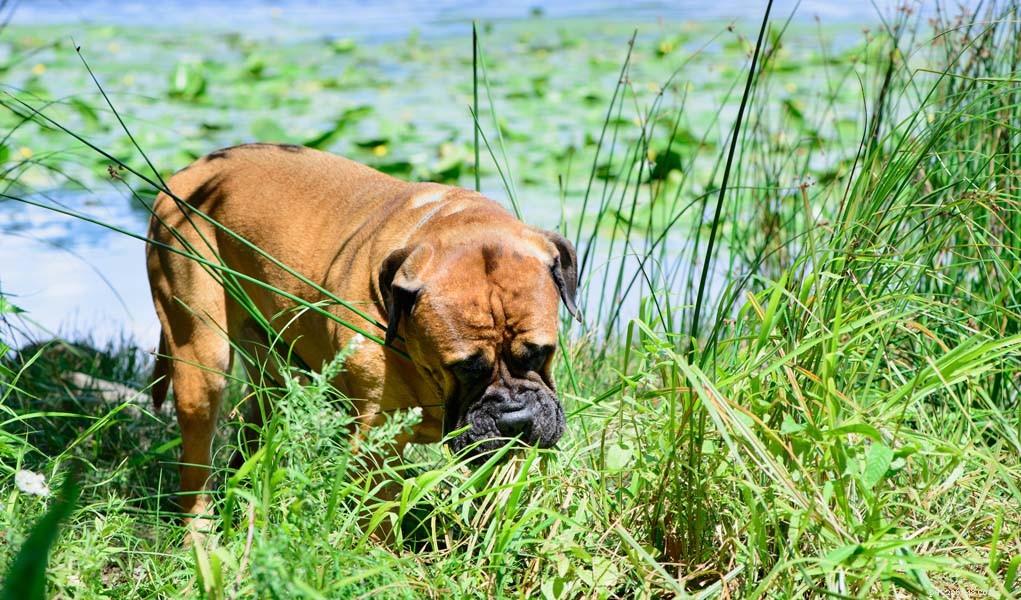 Žere můj pes trávu, protože potřebuje nebo má rád?