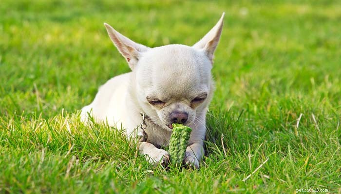 Äter min hund gräs för att han behöver eller gillar?