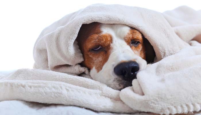 8 tips från djurexperter om hundinfluensa