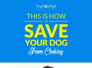 Jak zachránit svého psa před udušením
