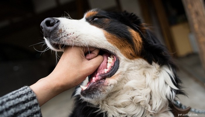 窒息からあなたの犬を救う方法 
