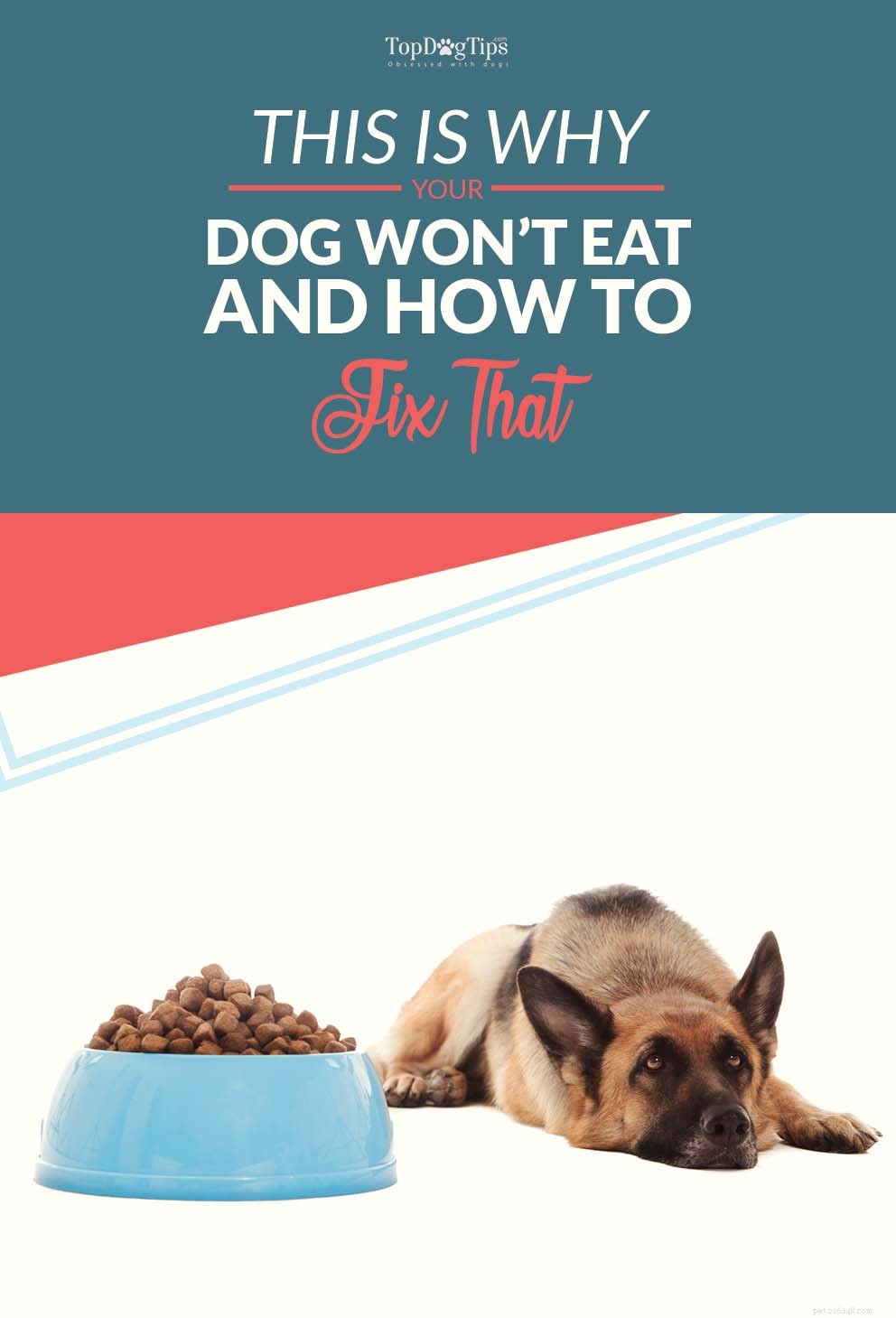 Varför äter inte min hund? Här är varför hundar kan vägra mat