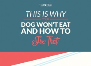 なぜ私の犬は食べないのですか？犬が食べ物を拒否する理由は次のとおりです 