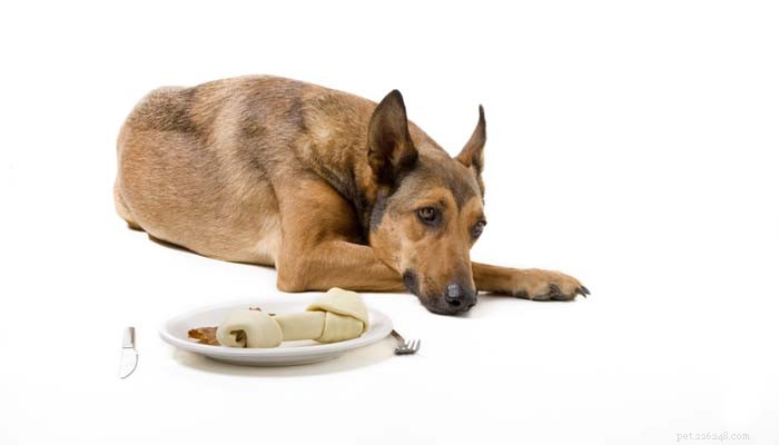 Waarom eet mijn hond niet? Dit is waarom honden voedsel kunnen weigeren