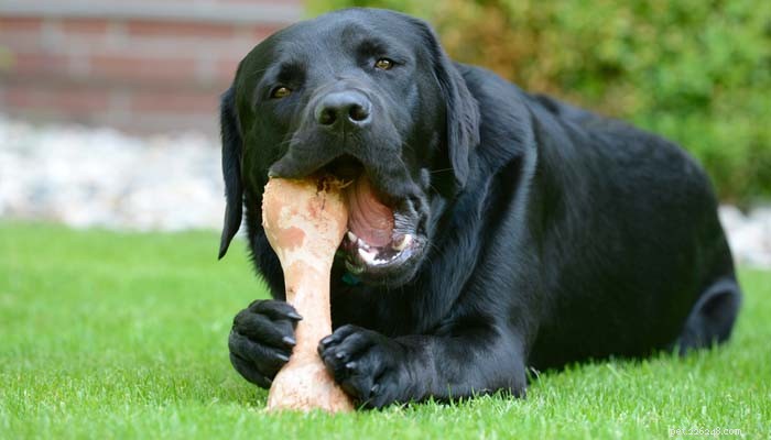 Gekookte botten voor honden is misschien geen goed idee