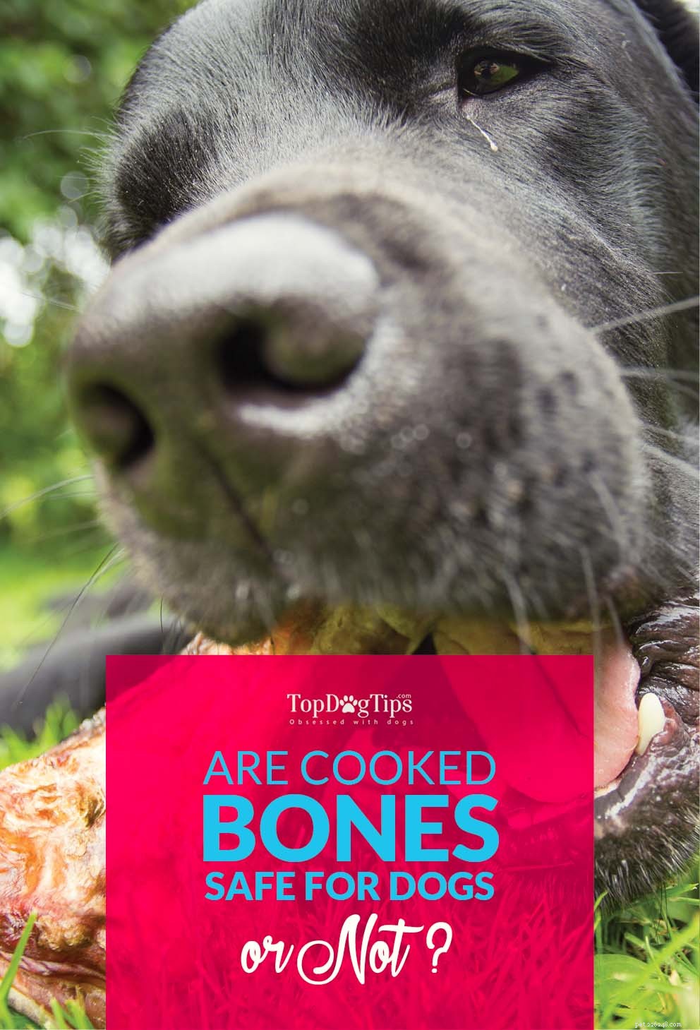 Gekookte botten voor honden is misschien geen goed idee