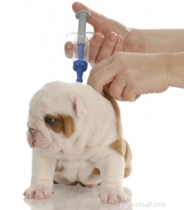 Schema för hundvaccination (och vilka skott behöver valpar)