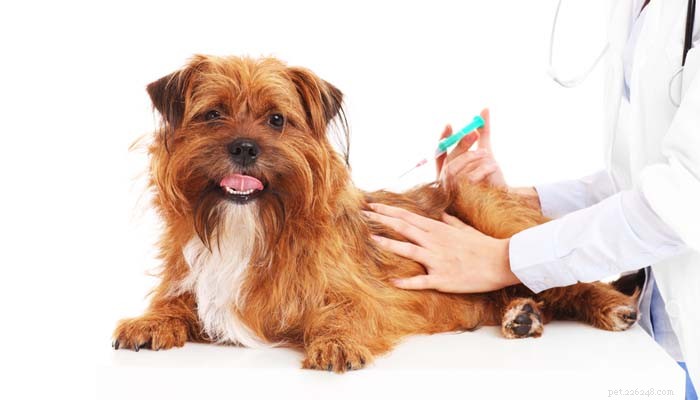 犬の予防接種スケジュール（および子犬に必要なショット） 