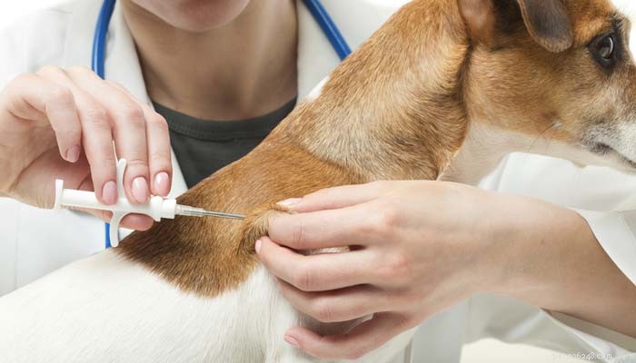 개 예방 접종 일정(및 강아지에게 필요한 예방 접종)