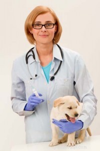 Rozvrh očkování psů (a jaké dávky štěňata potřebují)