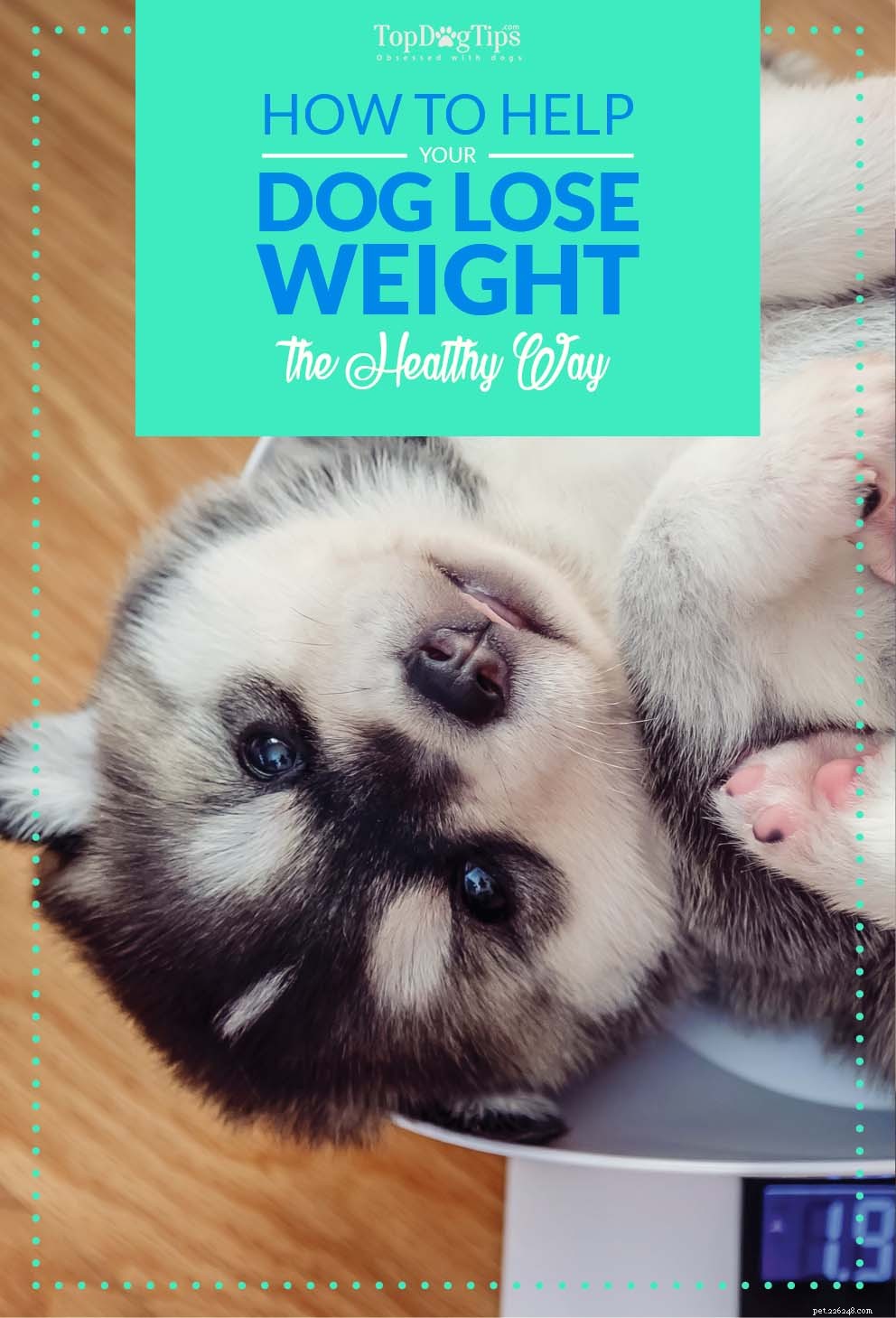 Jak pomoci psovi s nadváhou zhubnout