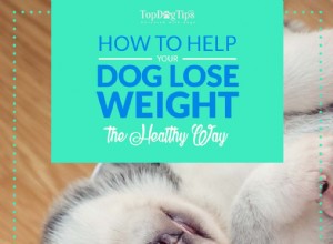 과체중 강아지의 체중 감량을 돕는 방법