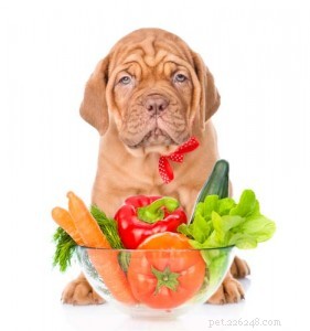 Как помочь собаке с избыточным весом похудеть