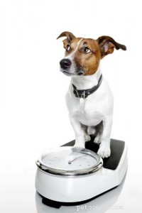 Hoe een hond met overgewicht te helpen afvallen