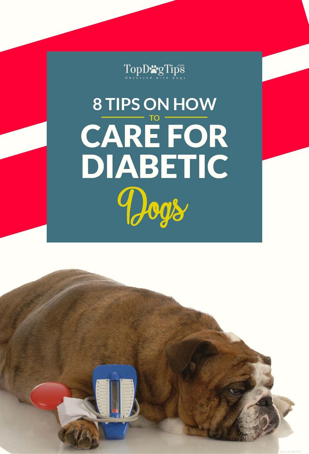 8 experttips om hur man tar hand om en diabeteshund