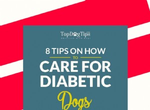 8 odborných tipů, jak pečovat o diabetického psa