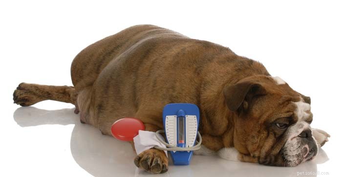 8 tips van experts voor de verzorging van een diabetische hond