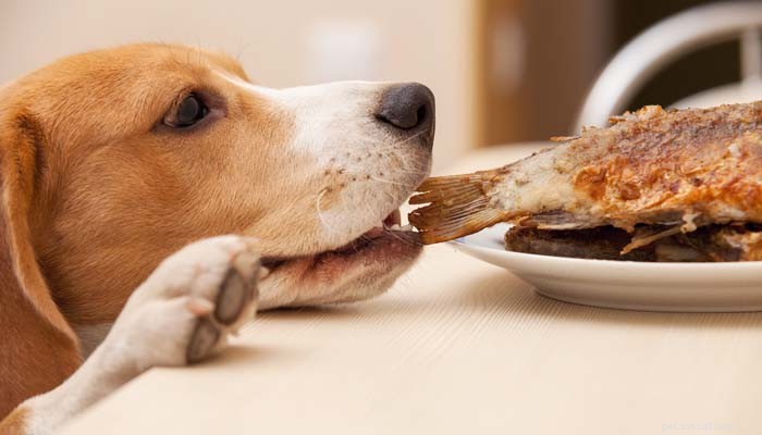 Potraviny, které by psi neměli jíst:10 lidských potravin, které jsou pro psy nebezpečné