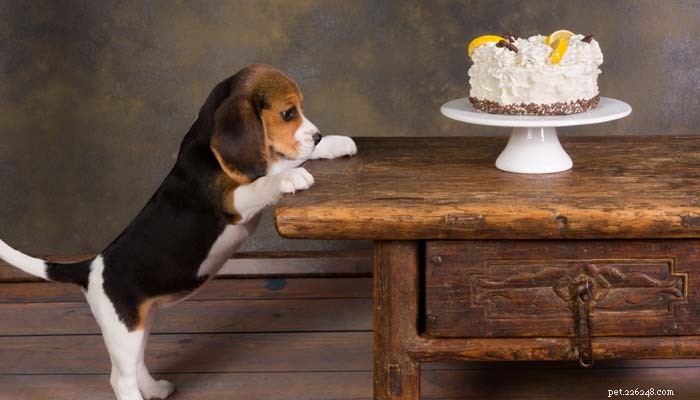 犬が食べてはならない食品：犬にとって危険な10の人間の食品 