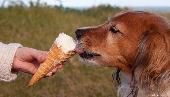 Voedingsmiddelen die honden niet mogen eten:10 menselijke voedingsmiddelen die gevaarlijk zijn voor honden