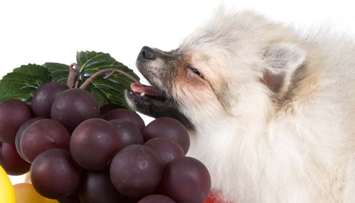 Mat som hundar inte bör äta:10 mänskliga livsmedel som är farliga för hundar