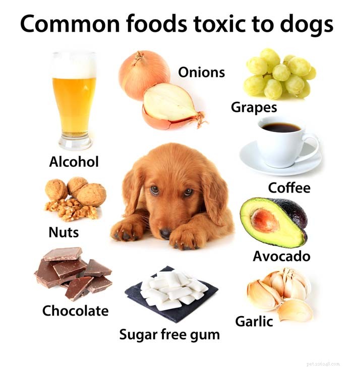 개가 먹으면 안되는 음식:개에게 위험한 10가지 인간 식품