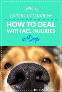 Fråga en DVM:Hur hanterar man ACL-skador hos hundar?