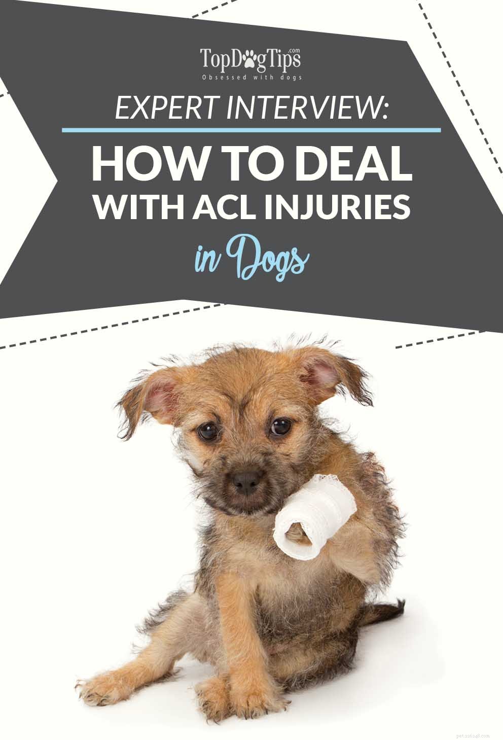 DVMに尋ねる：犬のACL損傷に対処する方法は？ 