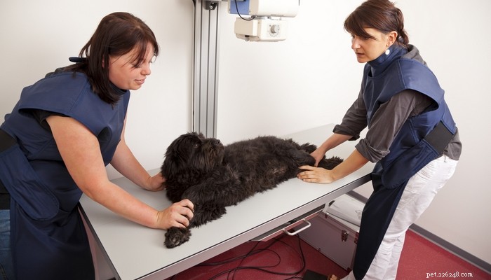 Pergunte a um DVM:Como lidar com lesões de LCA em cães?