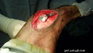 Demandez à un DVM :comment traiter les blessures du LCA chez les chiens ?