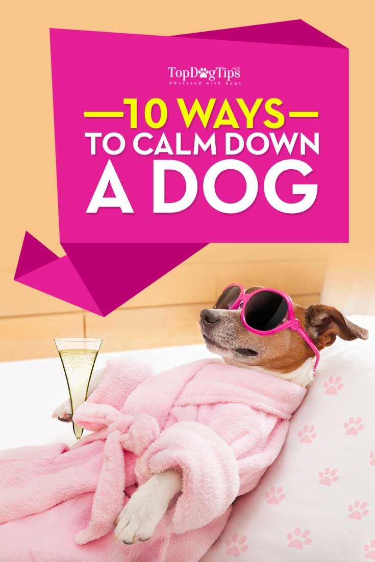 10 tips om een ​​hond te kalmeren