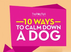개를 진정시키는 10가지 팁