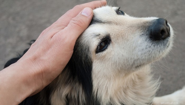 10 tipů, jak uklidnit psa