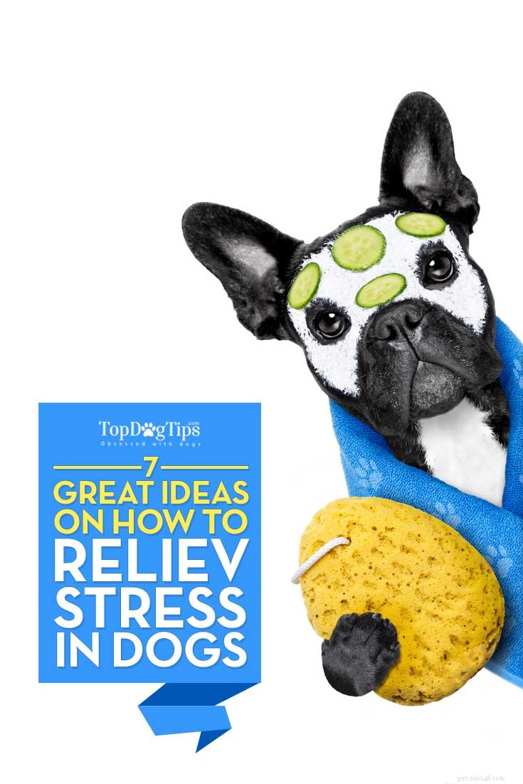 7 ideeën om stress bij honden te verlichten