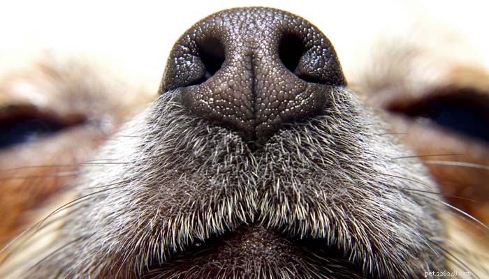 7 idee su come alleviare lo stress nei cani
